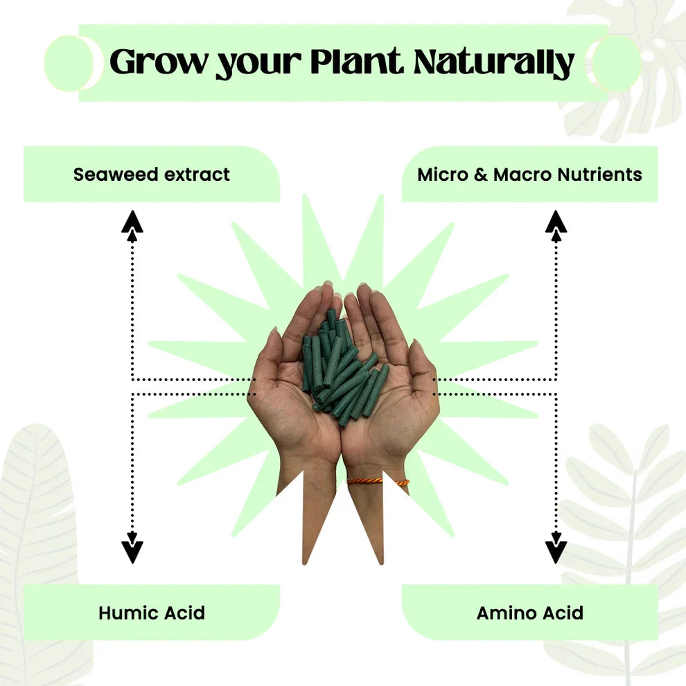 Plant Food Sticks - Organic Indoor Plant Nutrition