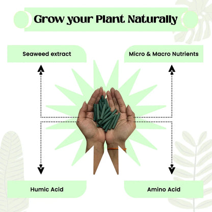 Plant Food Sticks - Organic Indoor Plant Nutrition