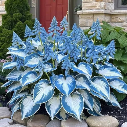 Rare Multicolor Hosta Seed + 100 Grams Organic Potmix Free