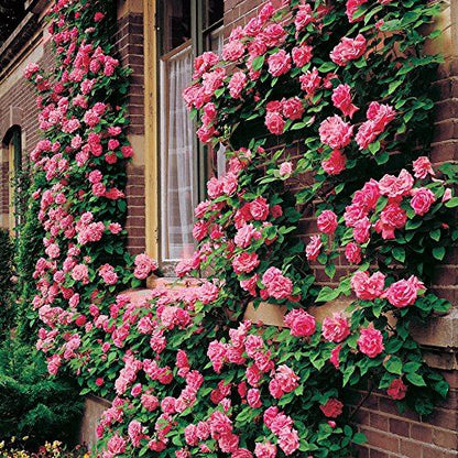 EverBloom Climbing Roses Seeds